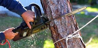 Best Lawn Pest Prevention  in Elkhorn, CA