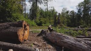 Best Tree Preservation Services  in Elkhorn, CA