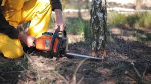 Best Tree Disease Treatment  in Elkhorn, CA