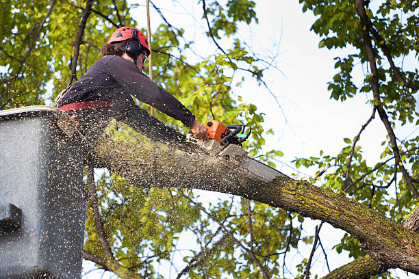 How Our Tree Care Process Works  in  Elkhorn, CA